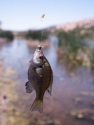 Bluegill