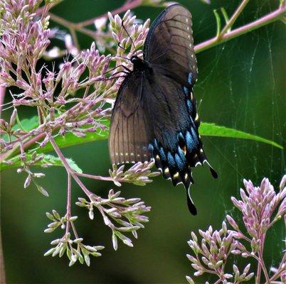 Butterfly morning on the Harrods Creek Trail