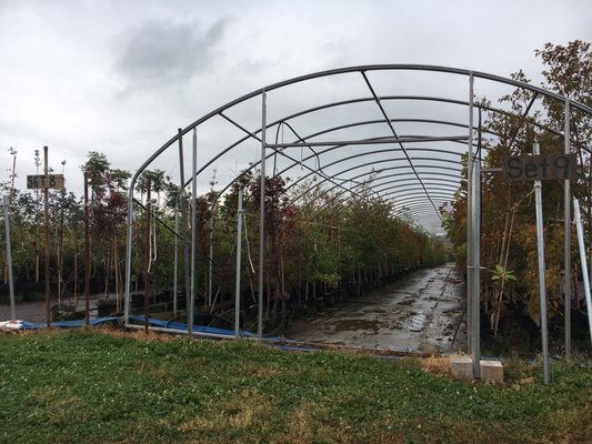 Tree Authority nursery