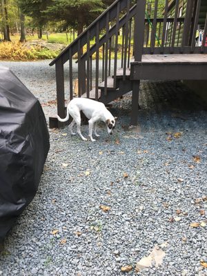 Apparently the dog likes the "undead" grass.