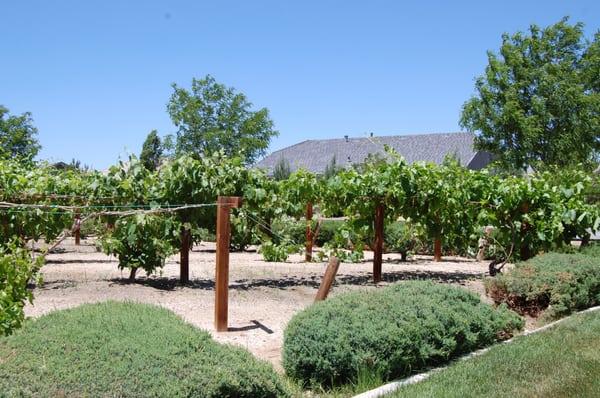 Our business campus is a neighbor to beautiful homes and private vineyards