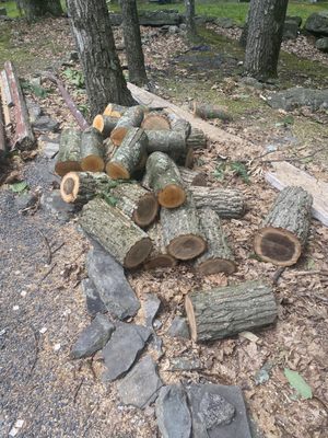 The logs they cut from the trees