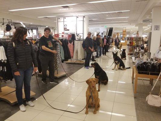 Advanced Novice Training In Macys