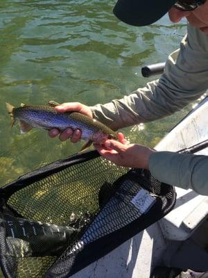 Just one of the beautiful Rainbows I caught with Tom.