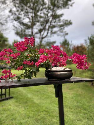 Bougainvillea