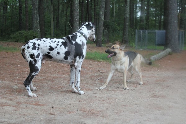 While we specialize in German shepherd dogs, we're delighted to welcome visitors of all shapes and sizes.