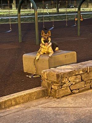 Learning "Place" at the park.