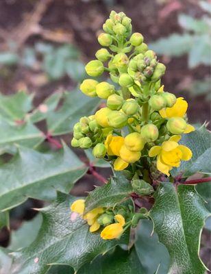 Flower, I know not what kind, on a pretty holly like plant.