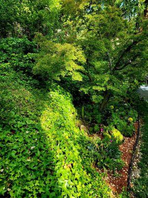 Greenery around our lawn dependent on Water Well