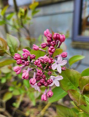 Spring bloom by SPL- Beacon Hill branch (4/5/24)