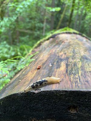 Hoyt Arboretum