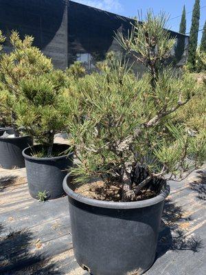 5 gallon pines