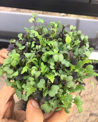 Micro-greens sold "live" to customers in the Wood River Valley.