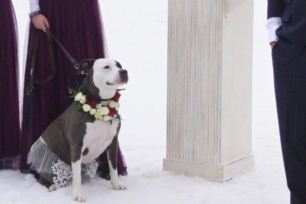 The flower crown that Annies Main St Floral made. This bride was stunning! #DogBride