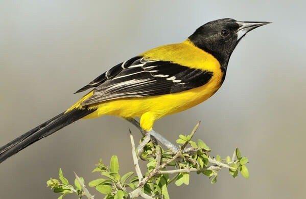 Audubon's Oriole  Population: Fewer than 5,000 in U.S., but most of range is in Mexico Trend:  Decreasing