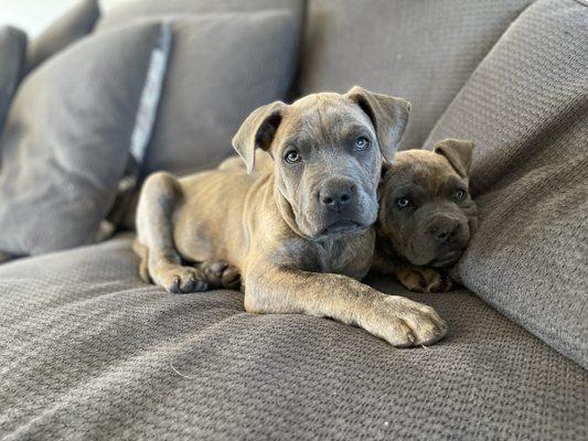 Both dogs had parvo. The one on the left was treated here. The one on the right was treated at home. Puppy on the left died