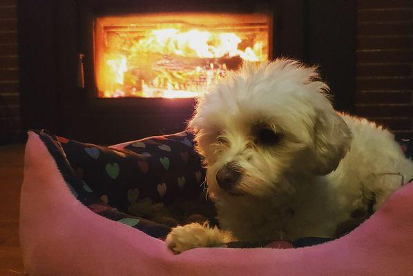 Molly kept laying by the fireplace so we put her bed there and she loved it!