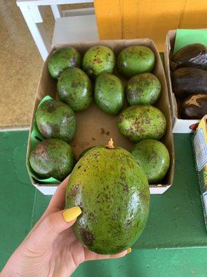 HUGE avocados