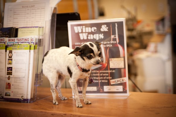 Recent SPCA Wine and Wags event at Poetic Cellars.