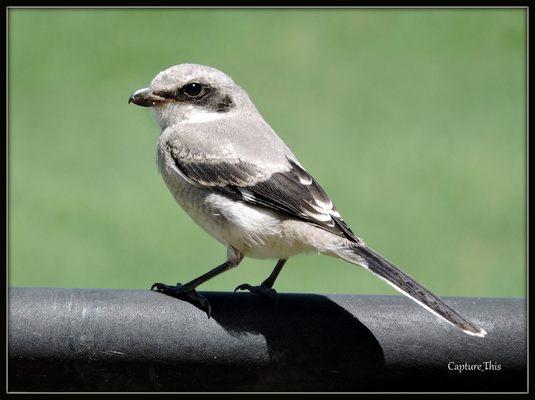 Mockingbird seen at Glen Oaks! (Photo by Todd G.)