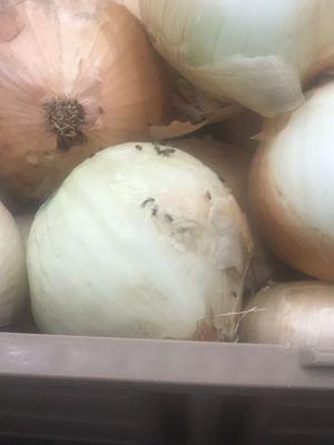 There are literally flies on the onions wtf