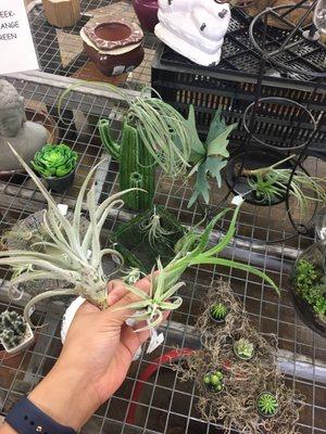 They sell air plants here!