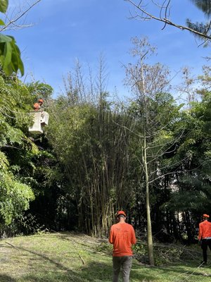 Cleaning and cutting bamboo grove