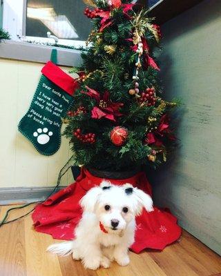 Barbie in front of the sweet Christmas tree at Fuzzy!