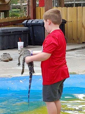 Kids holding many alligators in the wading pool.