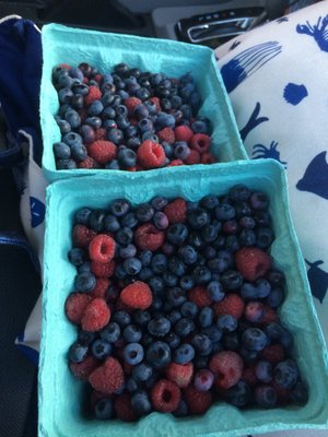 Picking berries here was so fun & there was still plenty, even at the end of the season! (Came for raspberries, but a few blueberries left)