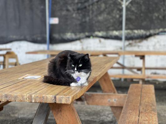 Simcoe the brewery cat =^.^=