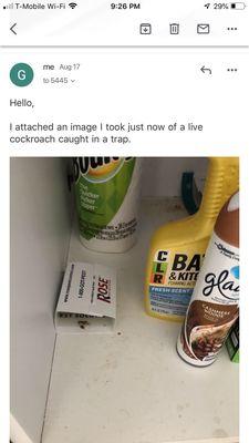 Cockroaches