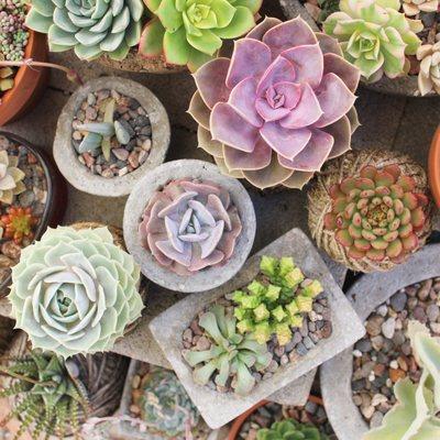 Growing over 300 types of succulents.