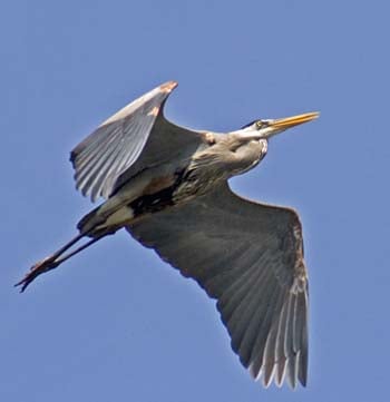 Great Blue heron above. Orange Beach Alabama