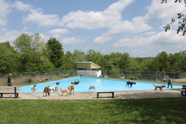 Fun at the Pool