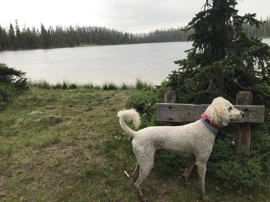 Kevin my poodle out hiking