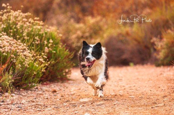 Donut running in the park