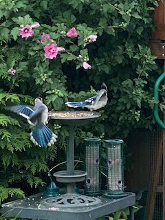 Guest cats have constant entertainment from their windows thanks to our feathered friends!