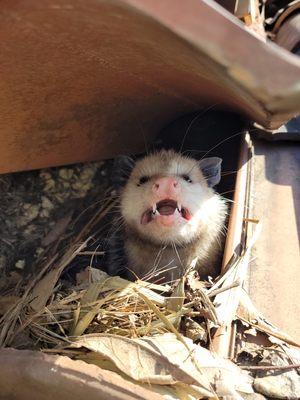 Opossums are common in almost every neighborhood. This opossum made its nest under the tiles on a roof