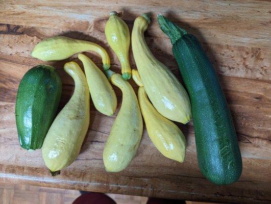 Squash fresh from my garden