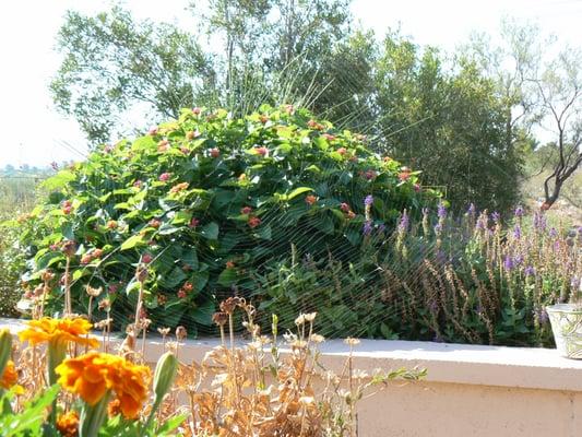 Raised planters help to eliminate damage done by varmints.