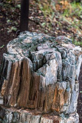 The Petrified Forest