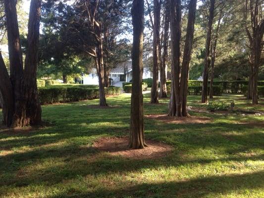 Cedar forest area behind the house