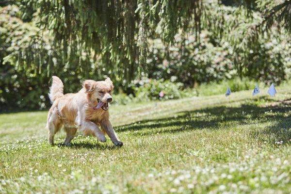 Our patented SafeLink® Digital FM signal and other unique safety features help us provide the safest, most advanced pet fences on the market