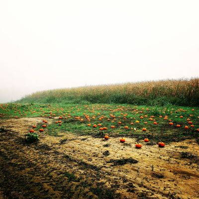 Pumpkin patch on a chilly foggy morning.