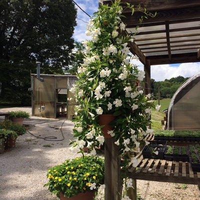 Original white Mandevilla