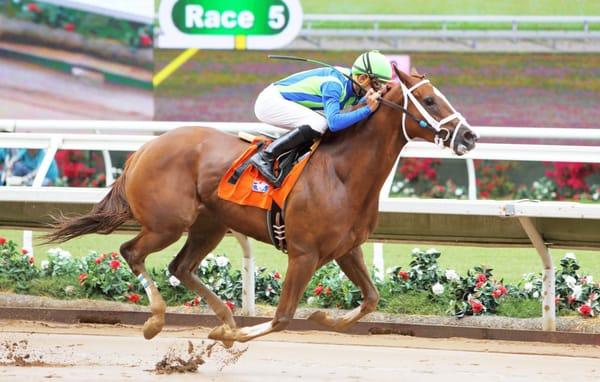 Winner at Wet, Muddy, Del Mar Racetrack!