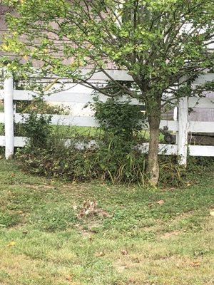 Before and after on customers back yard they wanted this cleaned up