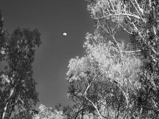 eucalyptus moon above Via Anita