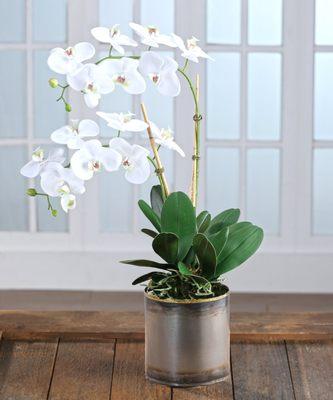 Order your orchid and have delivered.....a perfect gift. https://keylargoflorist.com/plants/orchids-tropical-plants.html